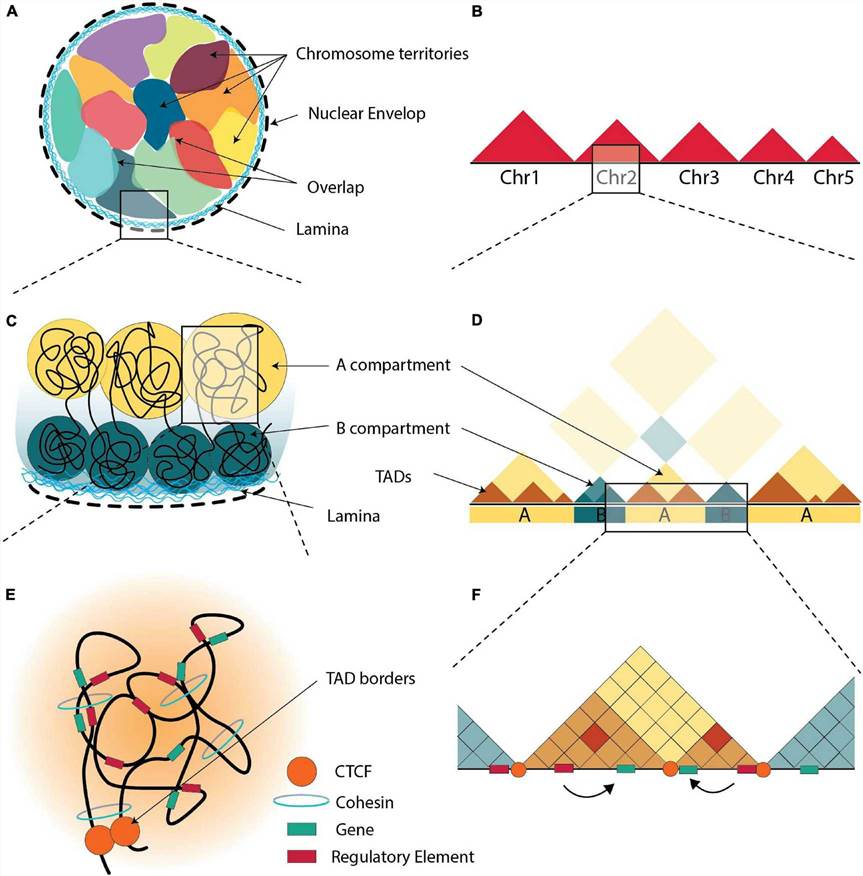 The 3D organization of chromatin. 